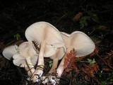 Leucopaxillus albissimus image