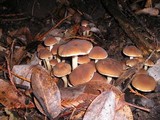 Psathyrella piluliformis image
