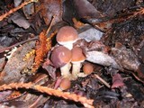 Psathyrella piluliformis image