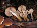 Psathyrella piluliformis image