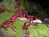Tubaria punicea image