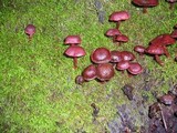Tubaria punicea image