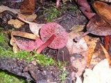 Tubaria punicea image