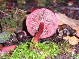 Tubaria punicea image