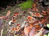 Gymnopus brassicolens var. brassicolens image