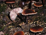 Gymnopus brassicolens var. brassicolens image