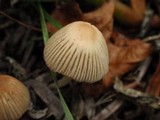 Coprinellus impatiens image