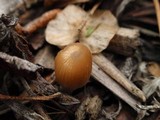 Coprinellus impatiens image