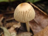 Coprinellus impatiens image