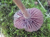 Laccaria amethystina image