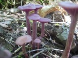 Laccaria amethystina image