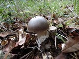Amanita constricta image