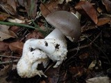 Amanita constricta image