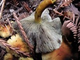 Hypholoma capnoides image