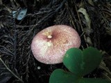 Tricholomopsis rutilans image
