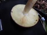 Tricholomopsis rutilans image
