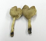 Helvella elastica image