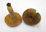 Lactarius quieticolor image