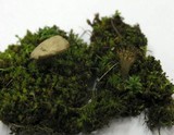 Arrhenia rickenii image
