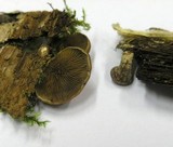 Tectella patellaris image