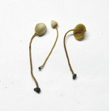 Galerina vittiformis image