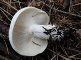 Clitocybe robusta image