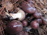 Pholiota velaglutinosa image
