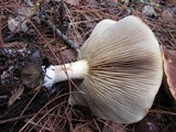 Pholiota velaglutinosa image