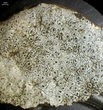 Aspicilia caesiocinerea image