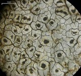 Aspicilia caesiocinerea image