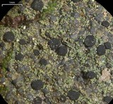 Bacidia schweinitzii image