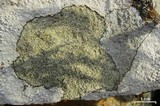 Lecidella enteroleucella image