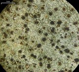 Lecidella enteroleucella image