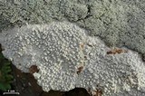 Pertusaria plittiana image