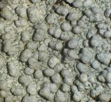 Pertusaria plittiana image
