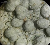 Pertusaria plittiana image