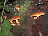 Gymnopilus sapineus image