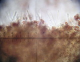 Galerina vittiformis image