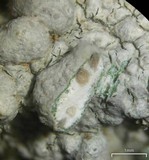 Pertusaria plittiana image