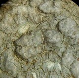 Pertusaria plittiana image
