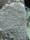 Ochrolechia trochophora image
