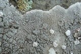 Ochrolechia trochophora image