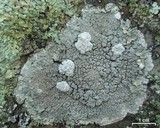 Ochrolechia trochophora image