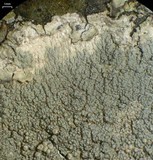 Ochrolechia trochophora image