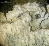 Ochrolechia trochophora image