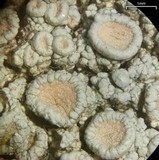 Ochrolechia trochophora image