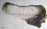 Ochrolechia trochophora image