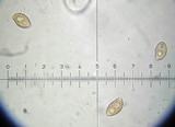 Galerina vittiformis image
