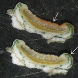 Ochrolechia trochophora image