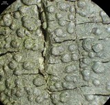 Pertusaria paratuberculifera image